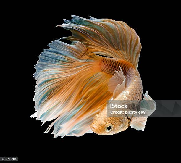 Gold Fishbetta Fish Stock Photo - Download Image Now - Siamese Fighting Fish, Fish, Gold Colored