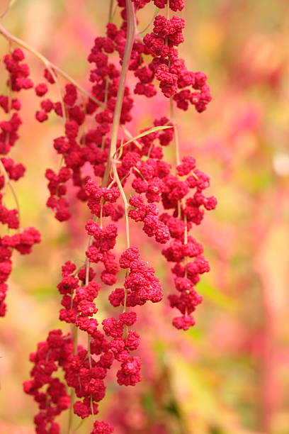 istock Red quinoa tree in the farm 518712486