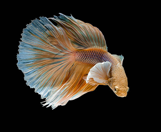 бойцовая рыбка - fish siamese fighting fish isolated multi colored стоковые фото и изображения