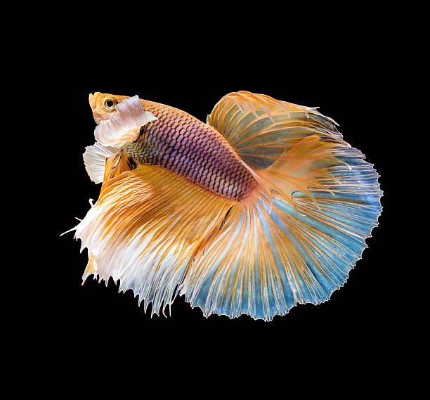 istock Movement the tail of gold siamese fighting fish 518712702