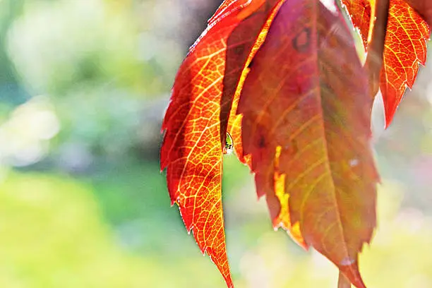 Solid red orange leaf