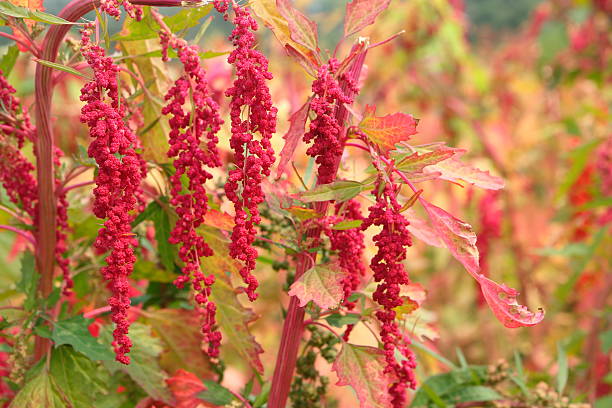 istock Red quinoa tree in the farm 518712914