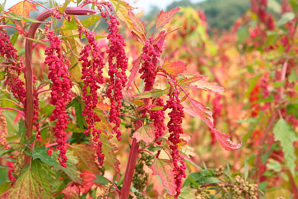 istock Red quinoa tree in the farm 518712940