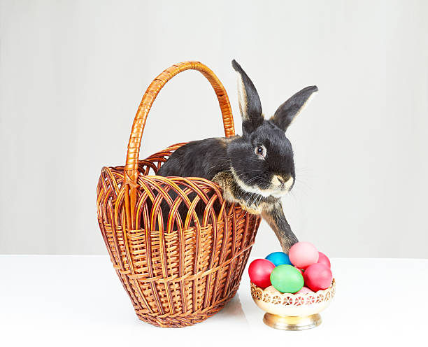 istock In the basket Black rabbit reaches out to a vase 518714166