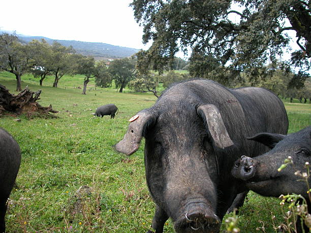 istock Ibirico pigs in Andalusia 518714226