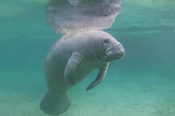 Endangered Florida Manatee (West Indian Manatee) Underwater with reflection