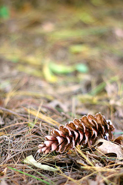 istock Pine Cone Laying in the Fall Leaves Background 518717023