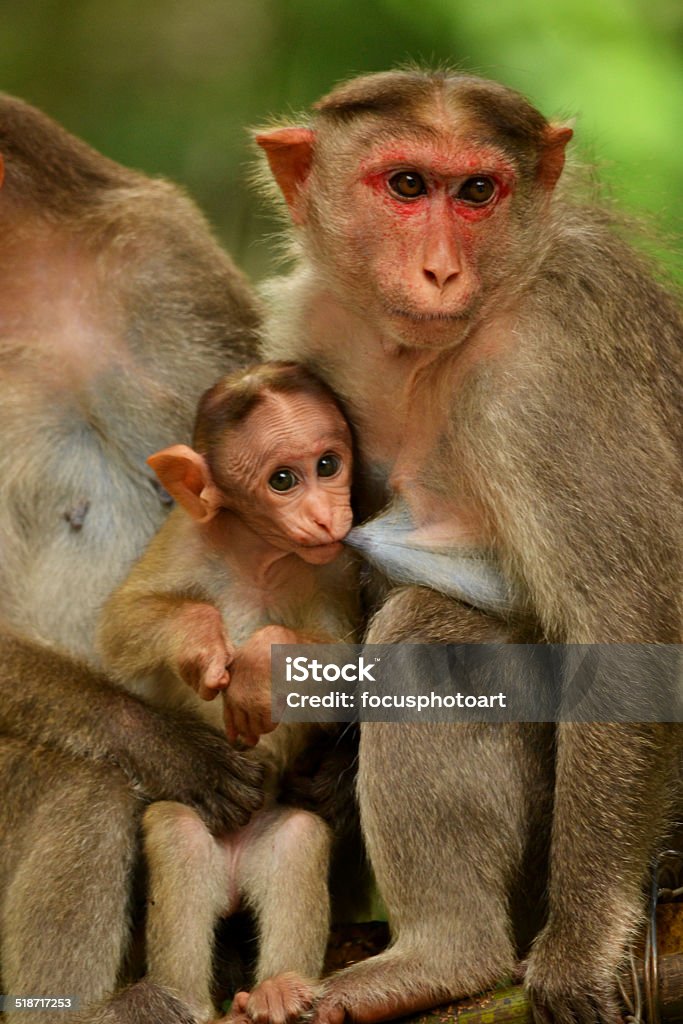 Monkey Family Monkey Family, Mother monkey feeding baby. Anger Stock Photo