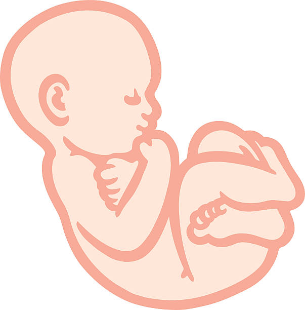 illustrations, cliparts, dessins animés et icônes de bébé - animal uterus