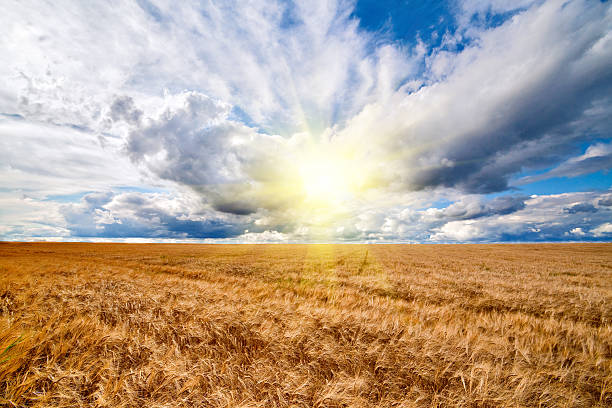 istock Field of wheat dramatic cloudy blue sky 518717567