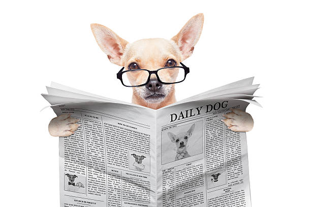 istock chihuahua newspaper dog 518718367