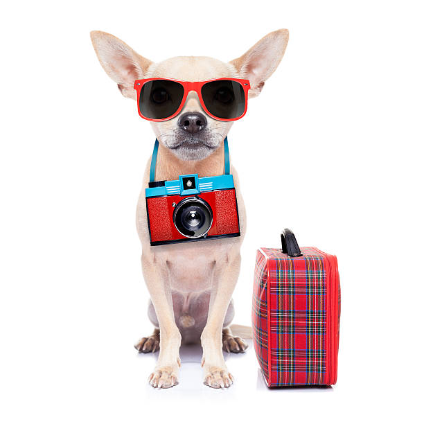 dog on holidays chihuahua dog with photo camera ready for  summer vacation , isolated on white background chihuahua dog photos stock pictures, royalty-free photos & images