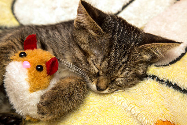 istock small cute kitten sleeps hugging plush toy 518718859