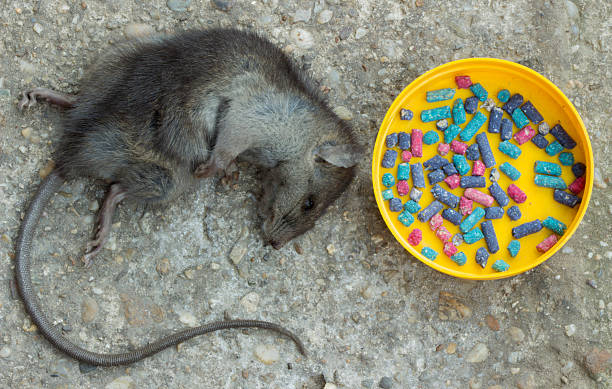 Dead rat stock photo