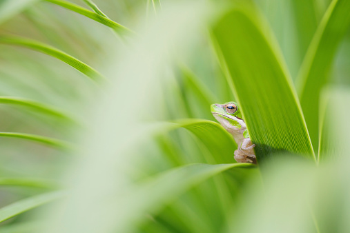 The Easter Sedge Frog or Dwarf Tree Frog from Eastern Australia