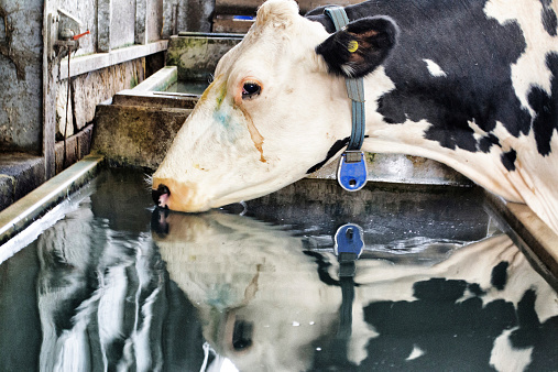 A dairy cow sios water from a well.