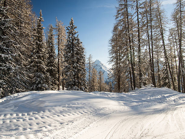 istock Ski run through a winter forest, Swiss Alps, Engadine, Switzerland 518720715
