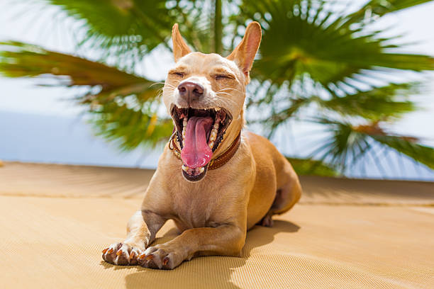 perro bostezar - chihuahua dog pets yawning fotografías e imágenes de stock