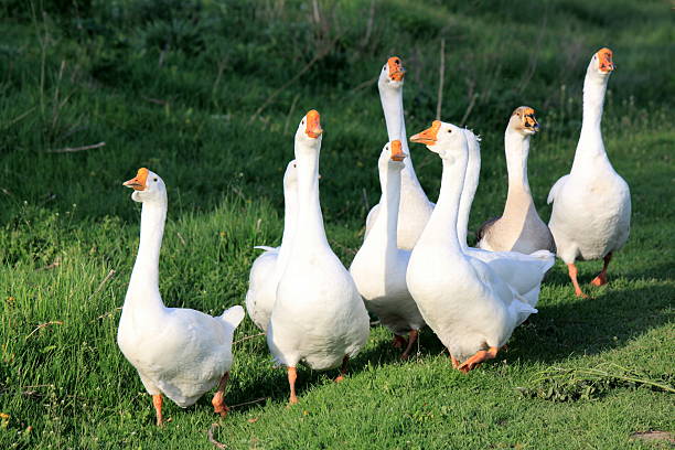 istock white geese on natural green background 518723827