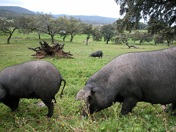 istock Ibirico pigs in Andalusia 518725828