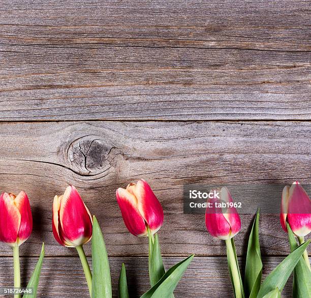 Lovely Tulips On Rustic Wood Stock Photo - Download Image Now - Admiration, Blossom, Care
