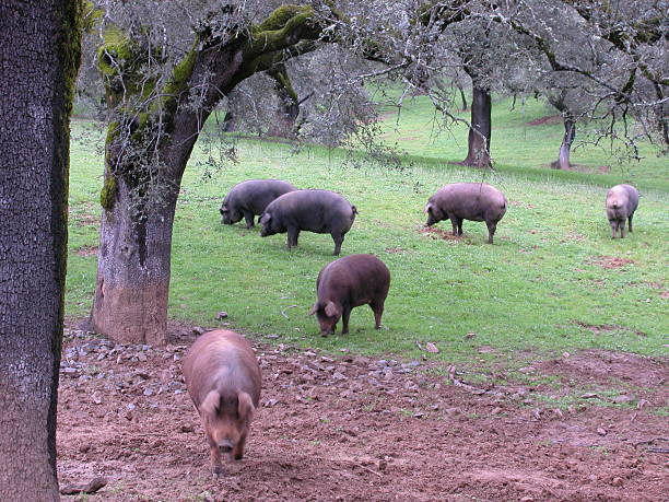 istock Ibirico pigs in Andalusia 518726610