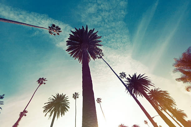 istock Palm Trees in Beverly Hills, california 518726786