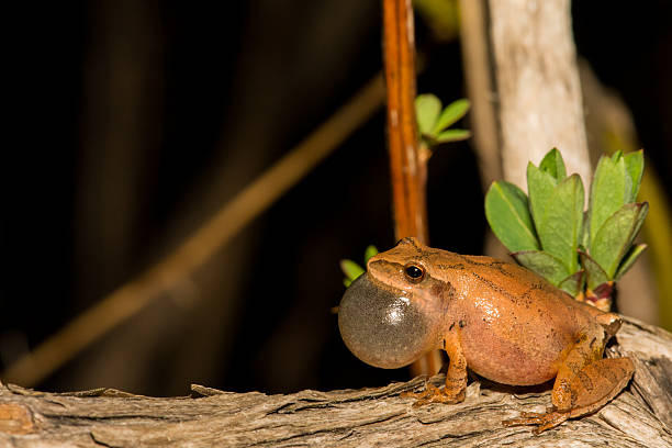 северная весна соглядатай - camouflage animal frog tree frog стоковые фото и изображения