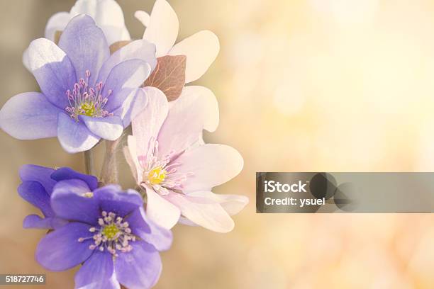 Group Of Liverworts 2 Stock Photo - Download Image Now - Backgrounds, Flower, Macrophotography