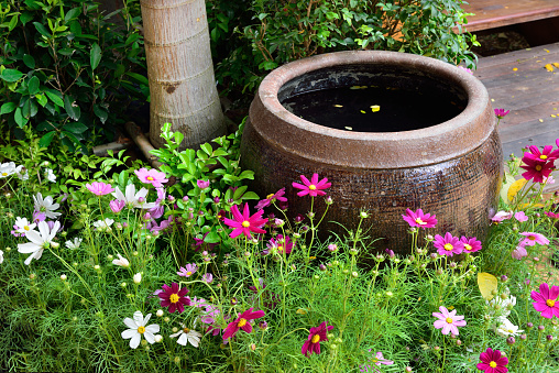 Ancient Thai jar for containing rain water in the garden with Cosmos flowers