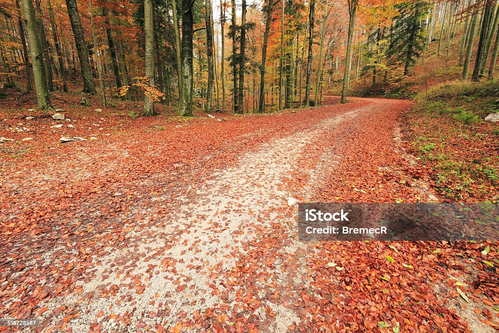 Unpaved road in autumn Unpaved road in the forest in autumn Autumn Stock Photo