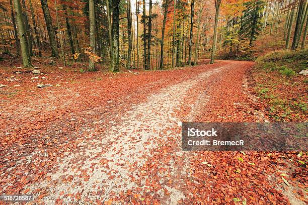 Unpaved Road In Autumn Stock Photo - Download Image Now - Autumn, Backgrounds, Beauty In Nature