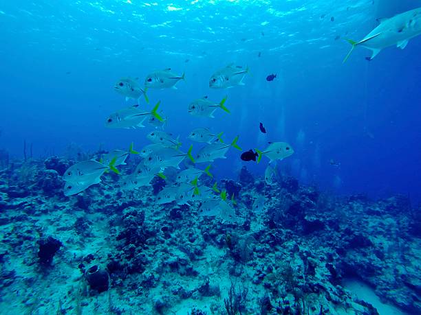 ławica golden trevally - san salvador zdjęcia i obrazy z banku zdjęć