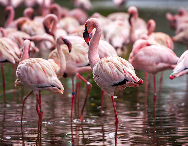 istock Flock of pink flamingos and reflection 518729043