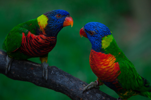 Rainbow Lorikeet is a parrot found on the eastern coast of Australia and northwest Tasmania.