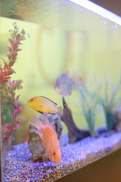 istock aquarium tank close up with cute fish 518730193