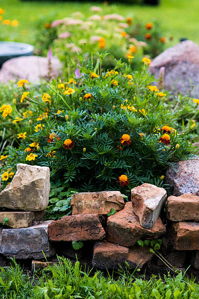 istock Wildflowers at flowerbed 518730233
