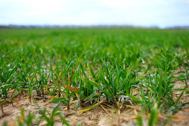 young wheat sprouts at a farmer's field young wheat sprouts at a farmer's field winter rye stock pictures, royalty-free photos & images