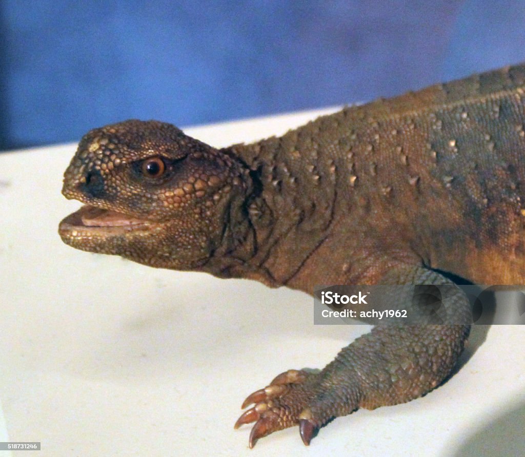 lizard Animal Stock Photo