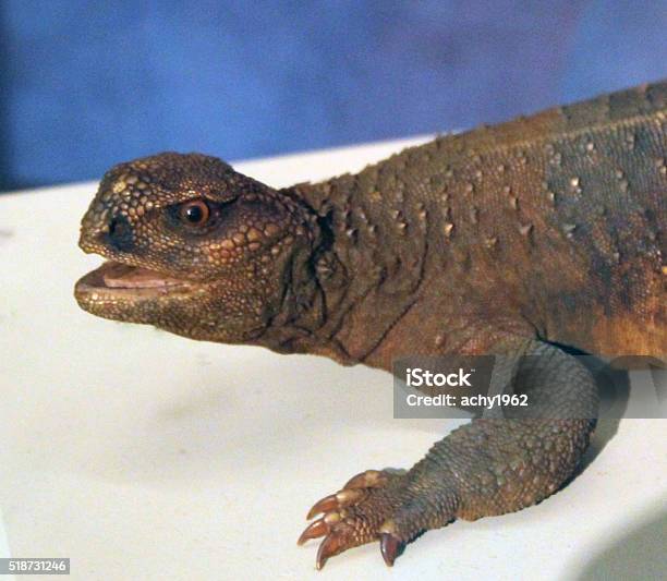 Lizard Stock Photo - Download Image Now - Animal, Animal Scale, Animal Wildlife