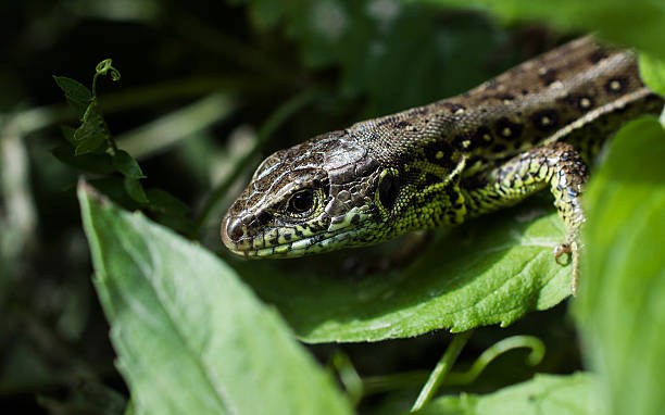 istock Portrait of a lizard 518732257