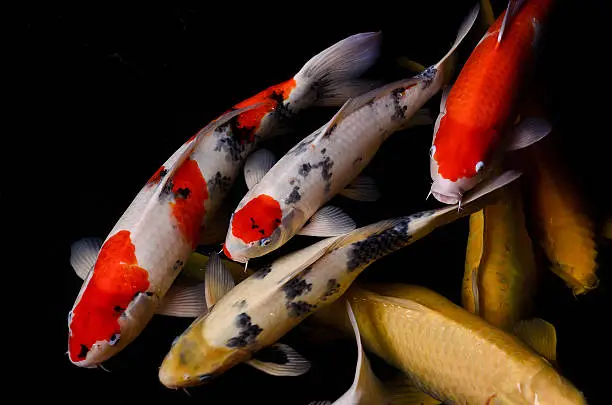 Koi fish