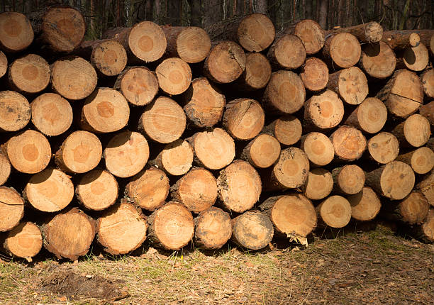 istock Cut and stucked Pinewood 518732464