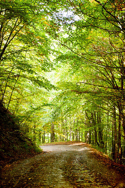istock Curving road in autumn forest 518732525