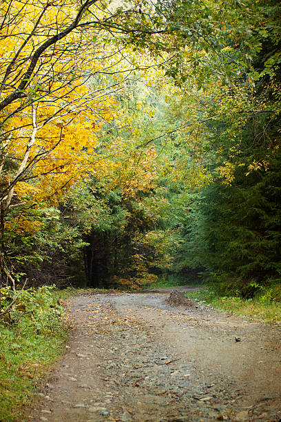 istock Curving road in autumn forest 518732587