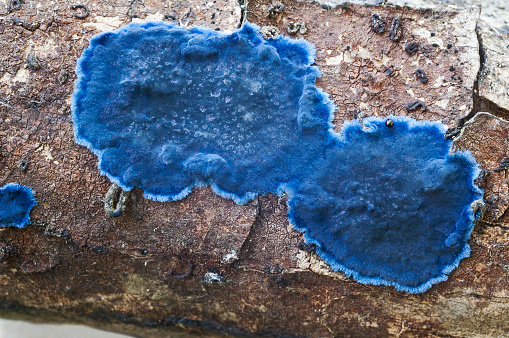 Cobalt crust fungus (Terana caerulea). Called Velvet blue spread also. Another scientific name is Pulcherricium caeruleum