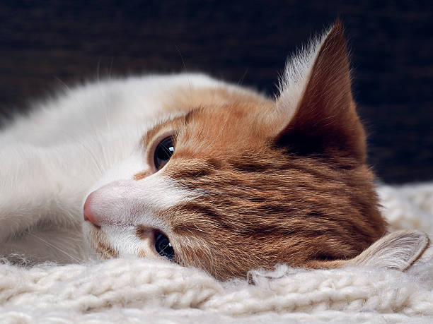 istock The cat lies on a white knitted rug 518732920