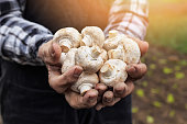 Close up of hands cupped holding white mushrooms-sunlight