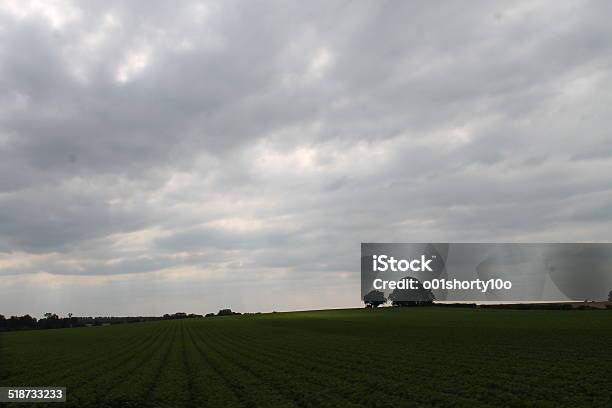 Norfolk Field Stock Photo - Download Image Now - Altostratus, Agricultural Field, Agriculture