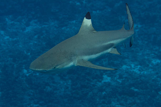 istock Blacktip Reef Shark Underwater in Bora Bora, French Polynesia 518733295